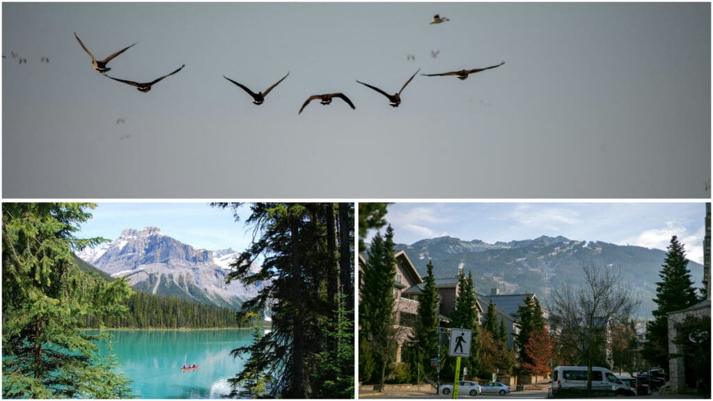 Photos of flying geese and parts of Canada.